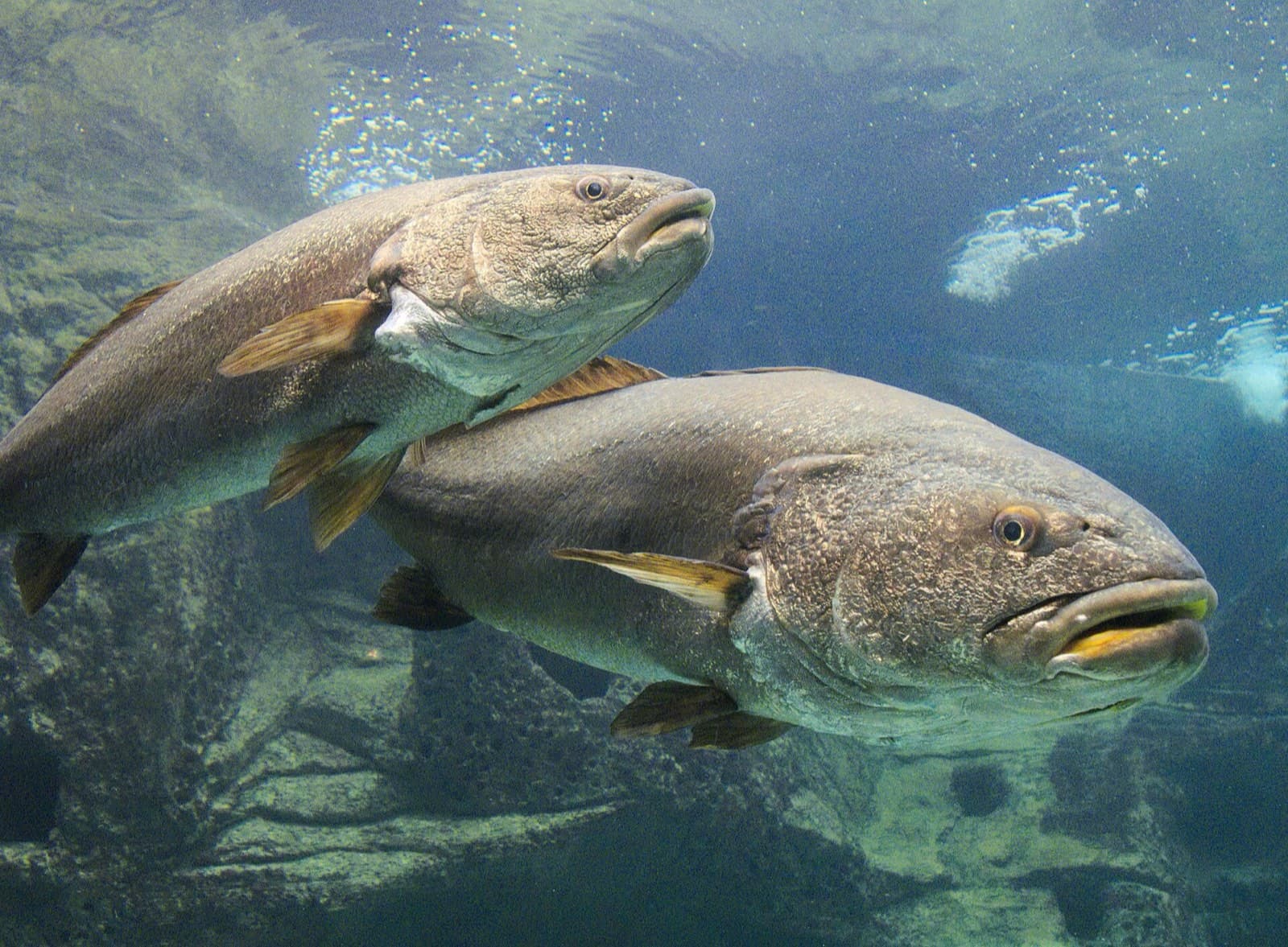 Sarıağız (Argyrosomus regius)