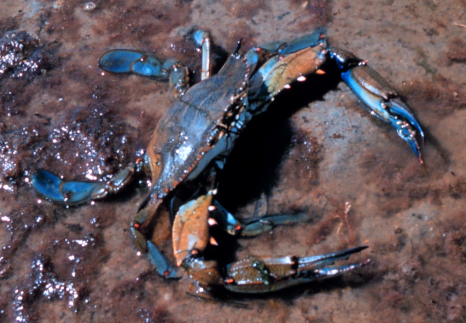 Mavi Yengeç (Callinectes sapidus)