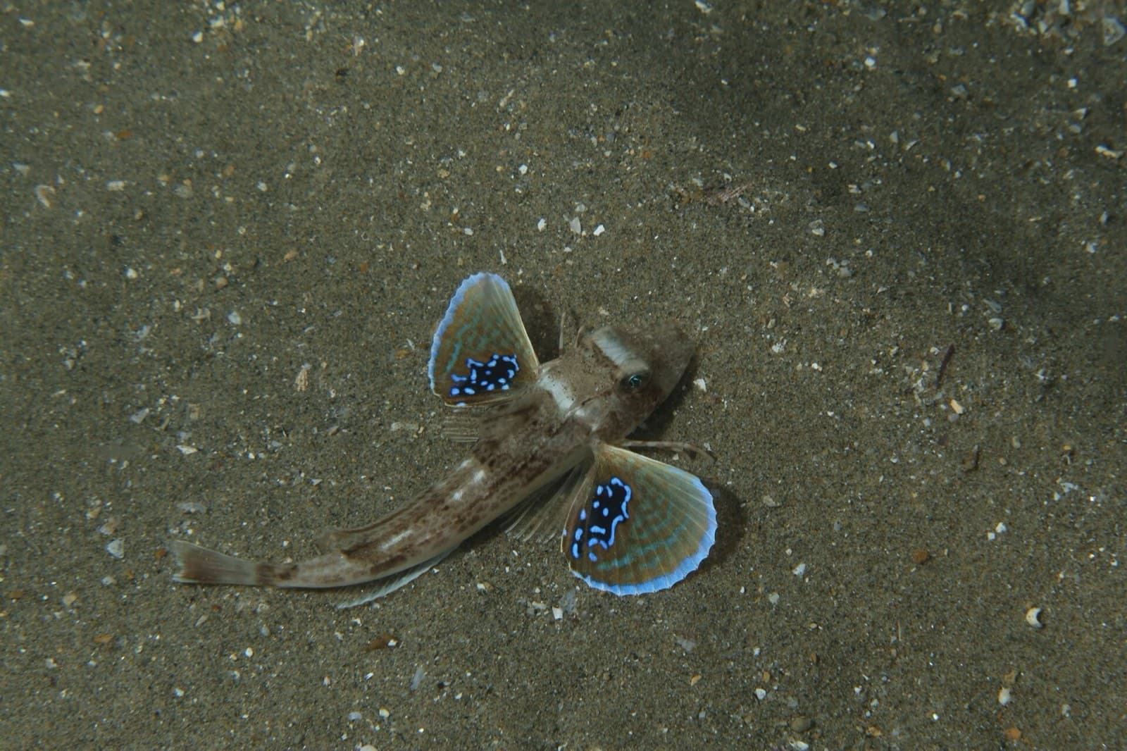 Kırlangıç (Chelidonichthys lucerna)