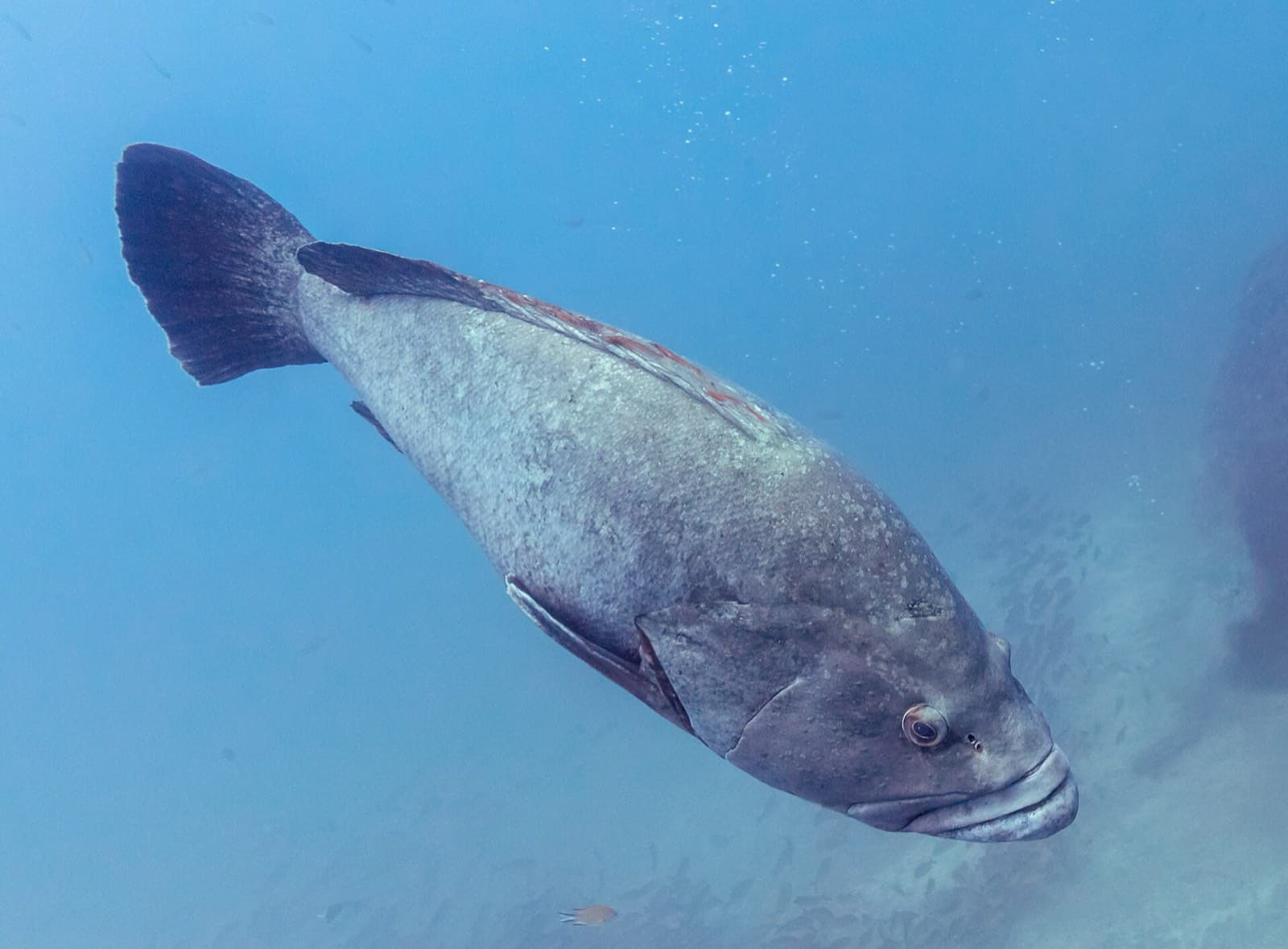 Orfoz (Epinephelus marginatus)