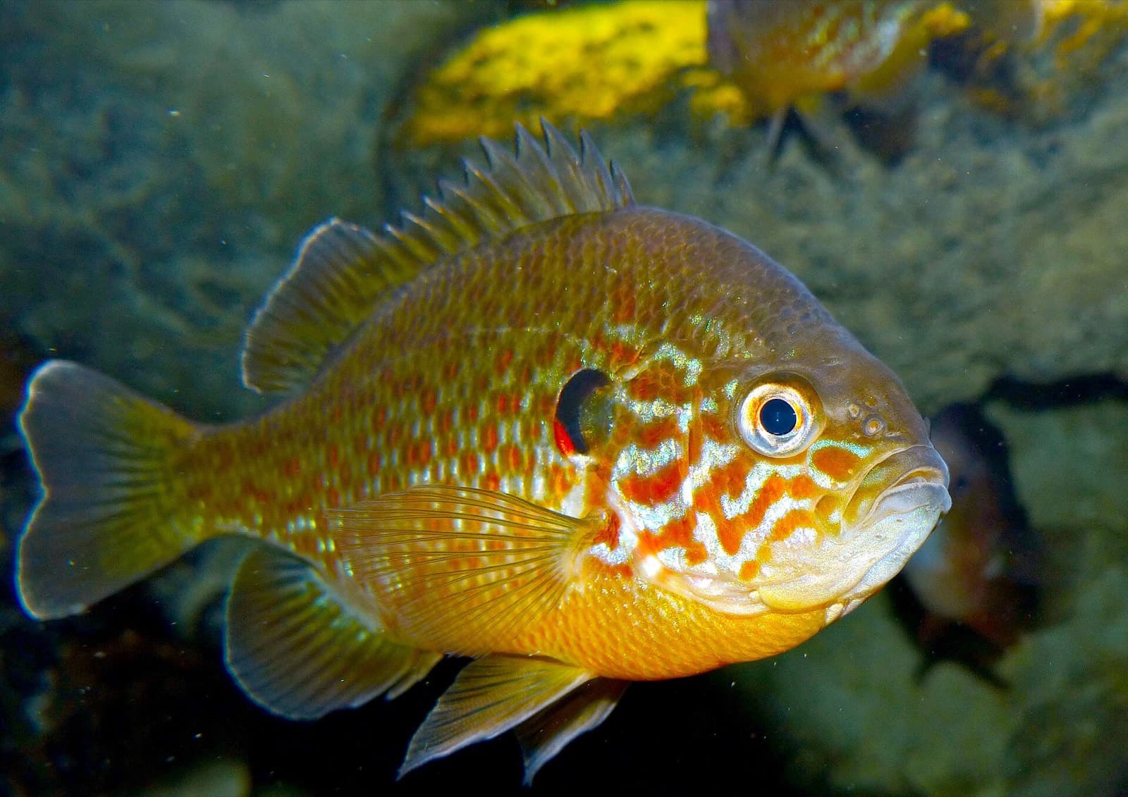 Güneş Levreği (Lepomis gibbosus)