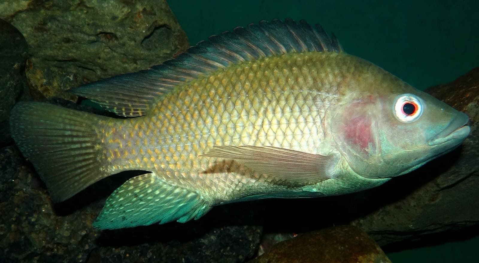 Tilapya (Oreochromis niloticus)