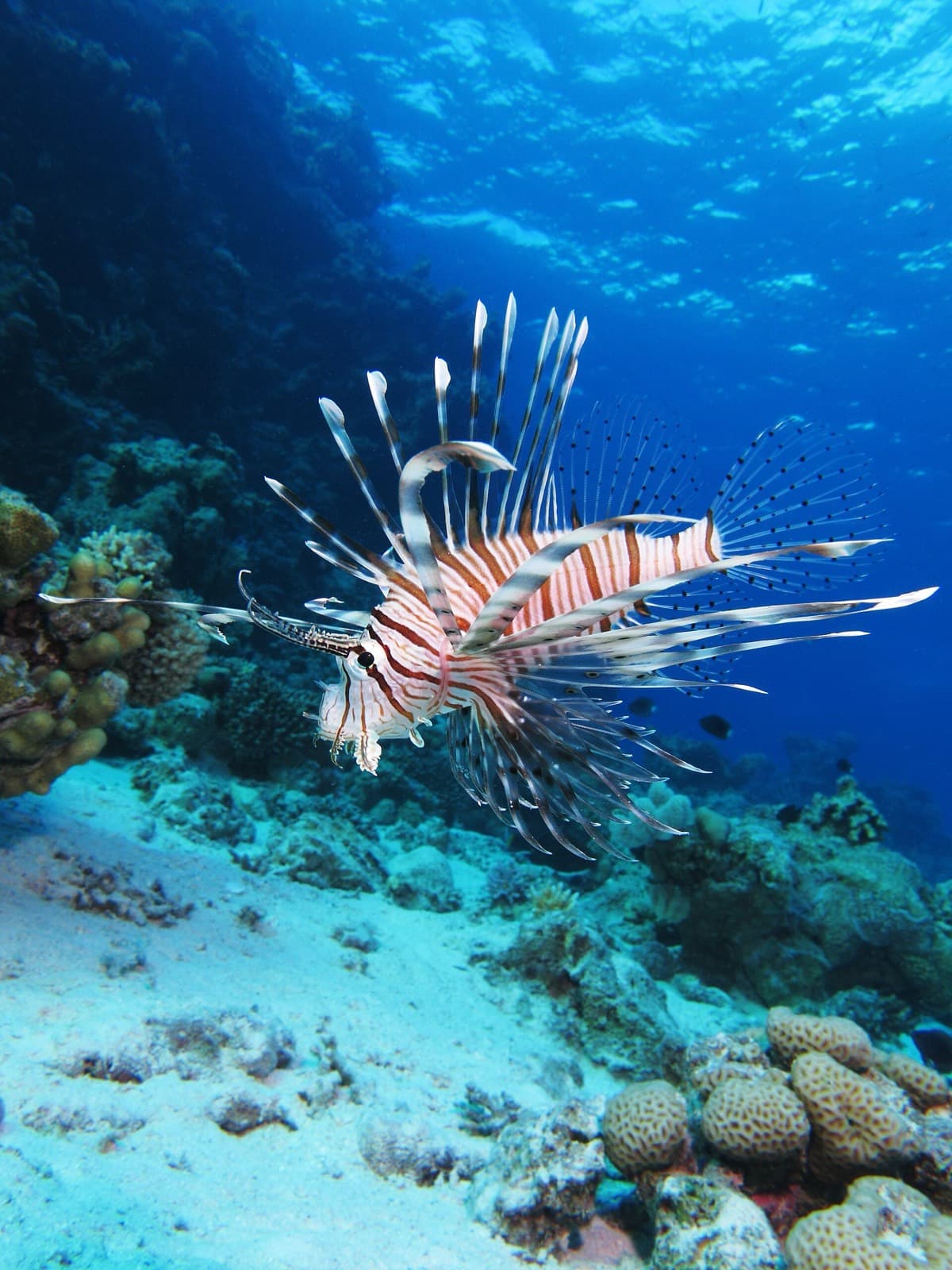 Aslan Balığı (Pterois miles)