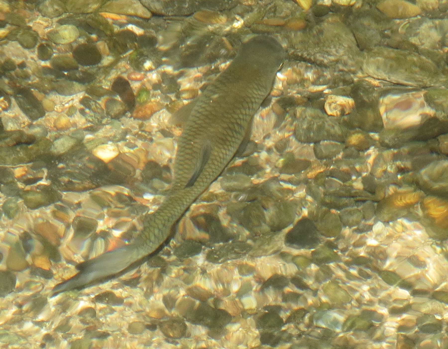 Tatlısu Kefali (Squalius cephalus)