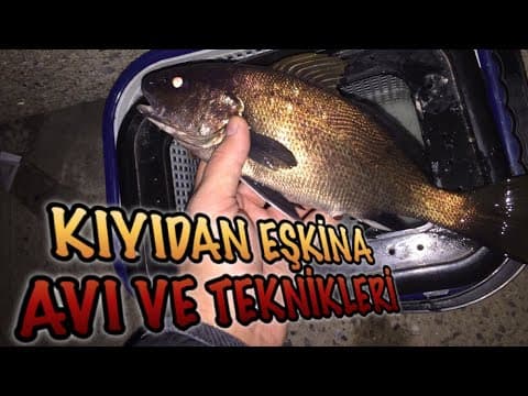 İstanbul Eşkina Avı | Kıyıdan Eşkina Avı ve Teknikleri | Takım ve Yem Bilgisi