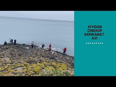 Kıyıdan Çinekop-Sarıkanat Avı/Çinekop Nasıl Tutulur?