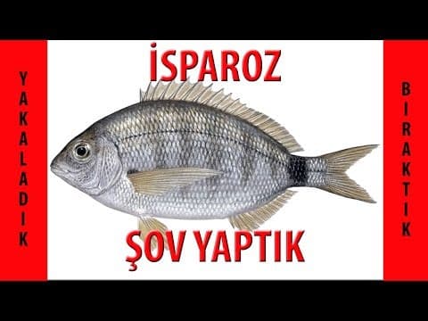 Samsun LRF Avı - İspari (İsparoz) varsa LRF de keyif var.