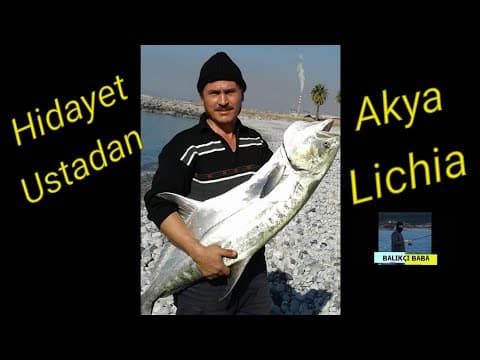 Kıyıdan Canlı Kefal ile Çatalkuyruk Akya Avı. Derya Kuzusu
