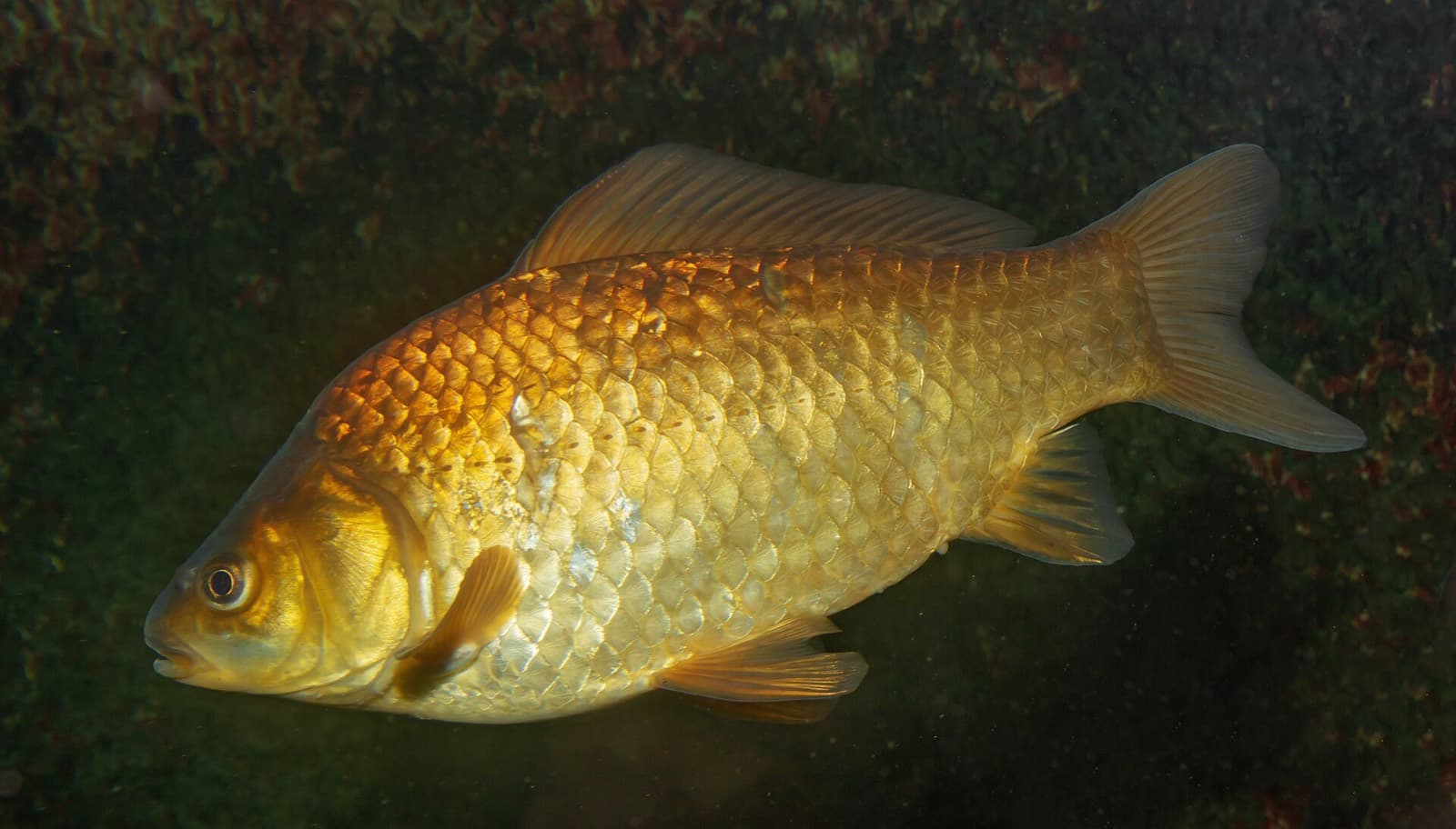 Havuz Balığı (Carassius gibelio)