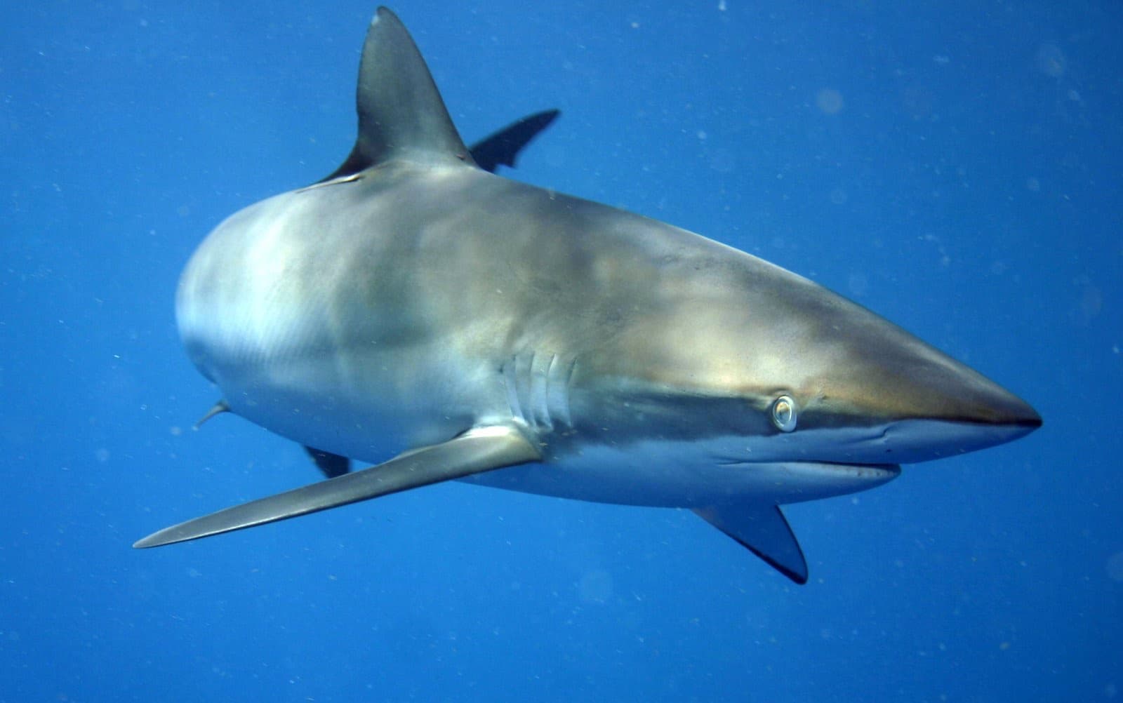 İpeksi Köpekbalığı (Carcharhinus falciformis)