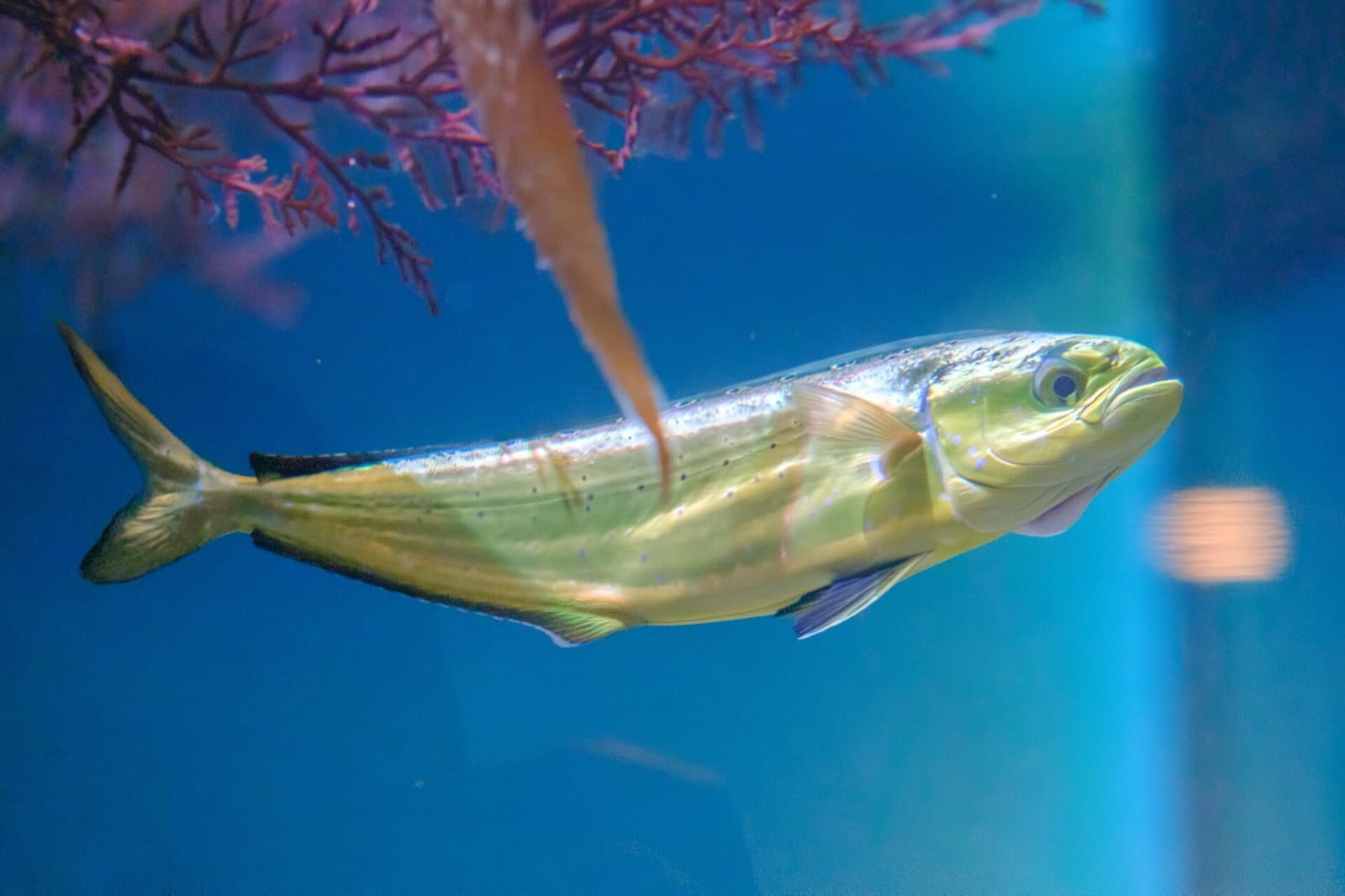 Lambuka