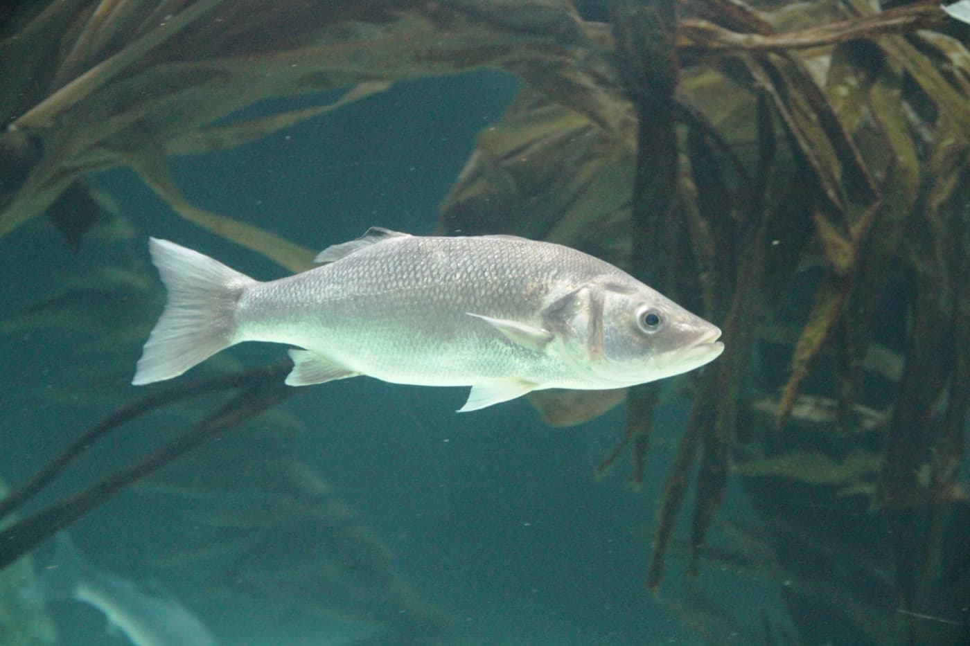 Levrek (Dicentrarchus labrax)