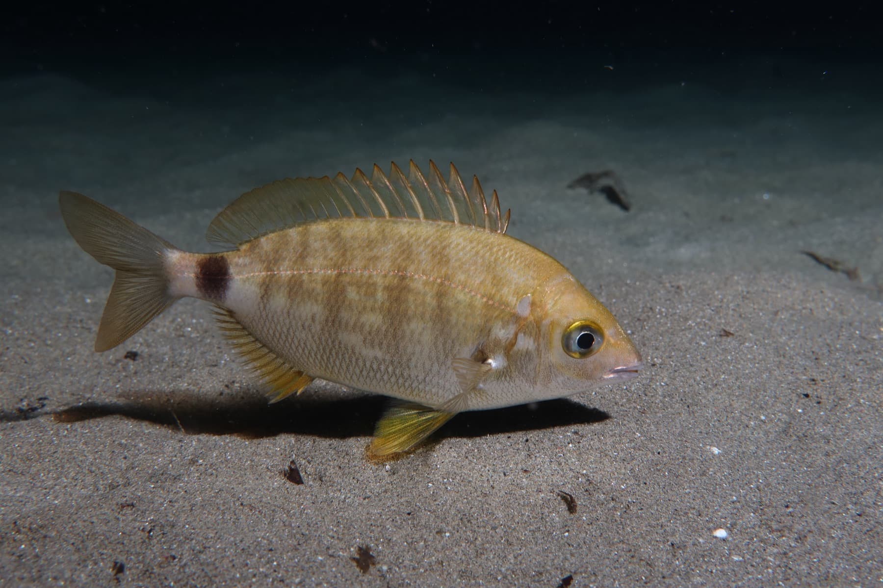 İsparoz (Diplodus annularis)
