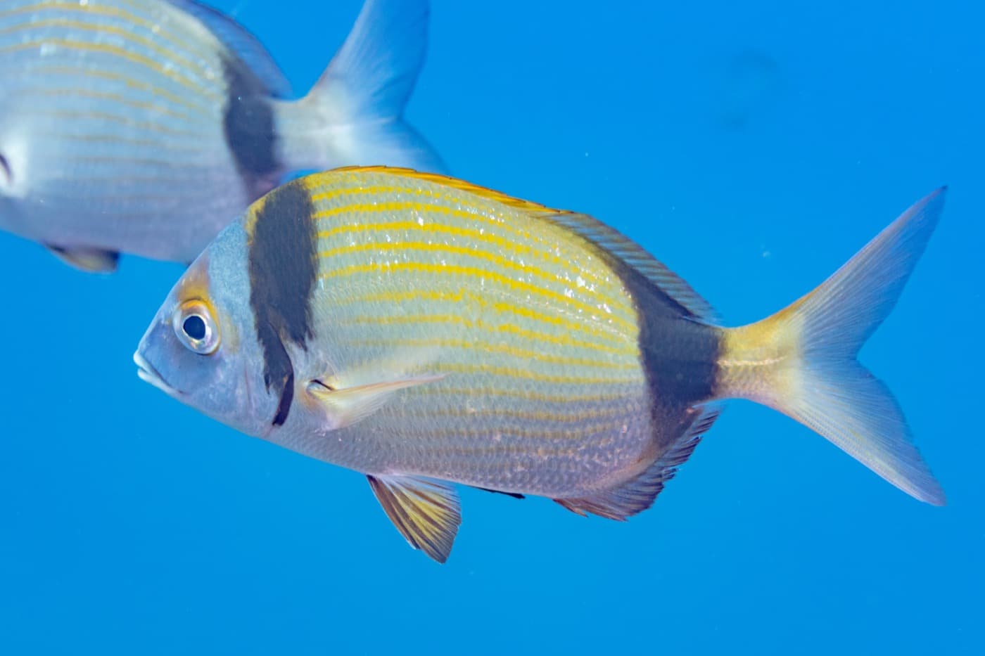 Karagöz (Diplodus vulgaris)