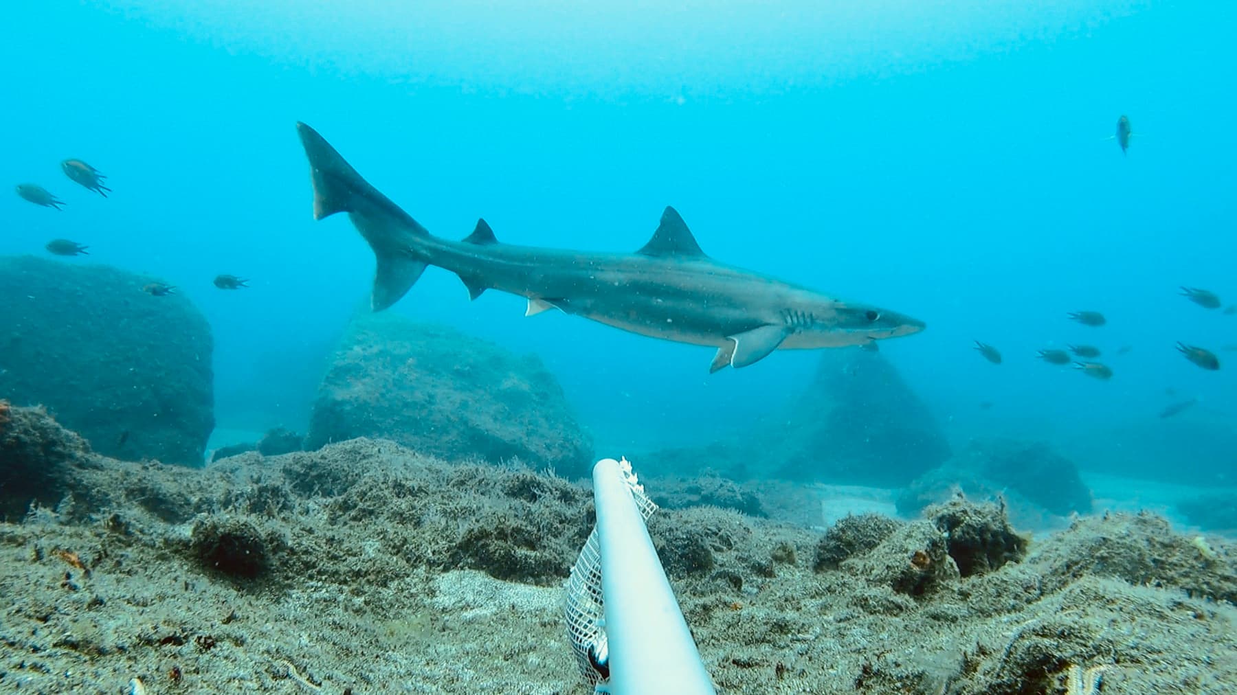 Camgöz (Galeorhinus galeus)