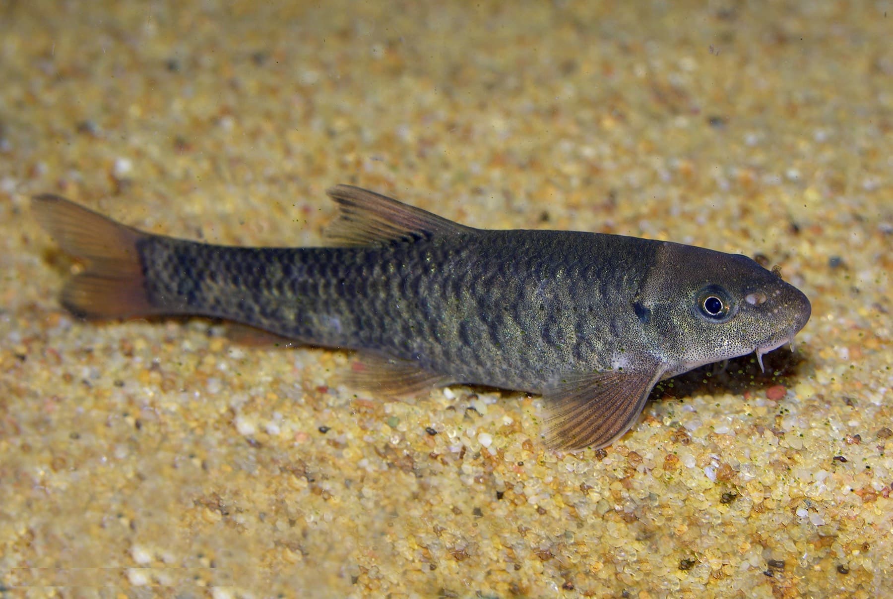 Yağlı Balık (Garra rufa)