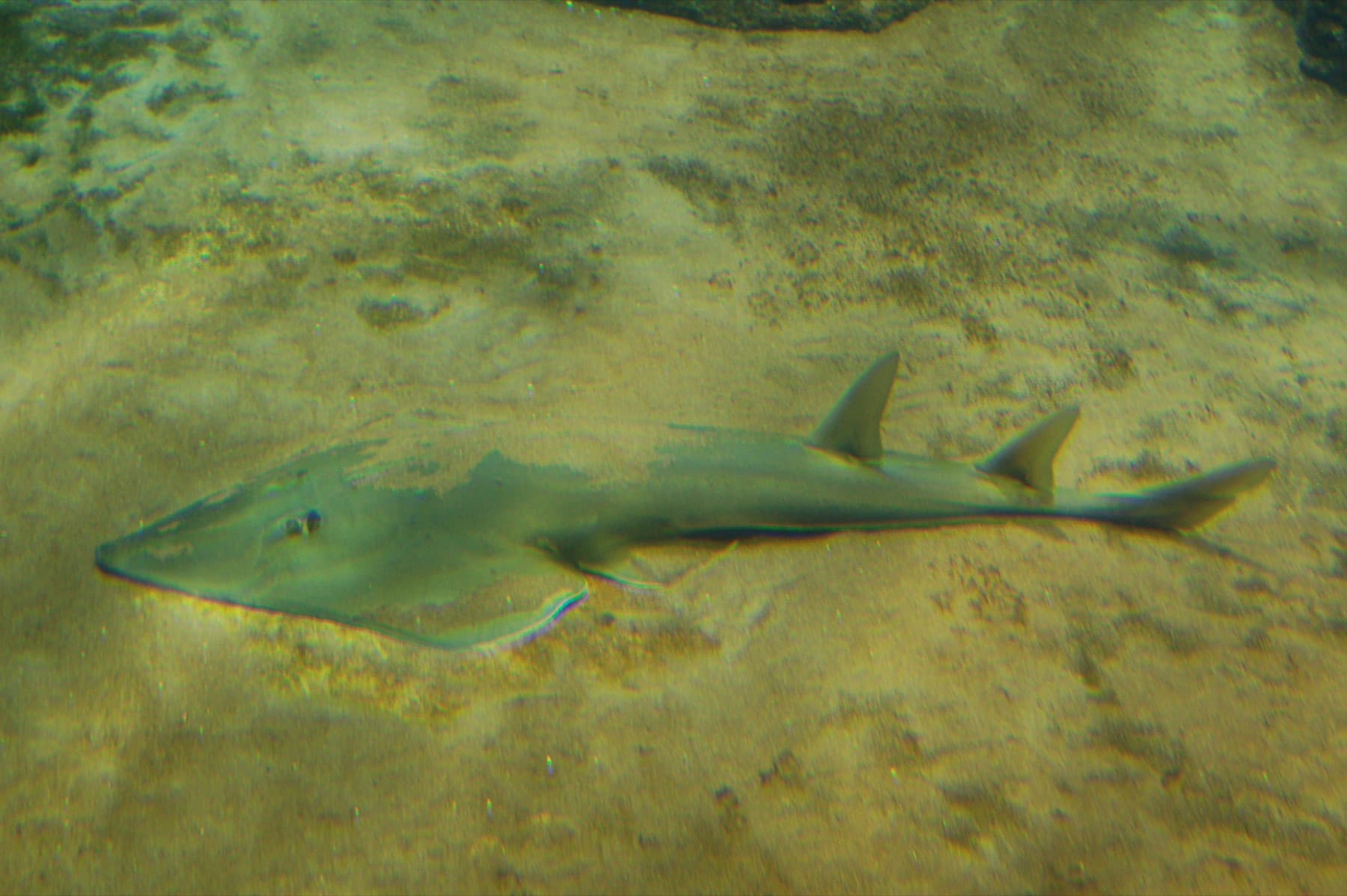 Kemane (Glaucostegus cemiculus)