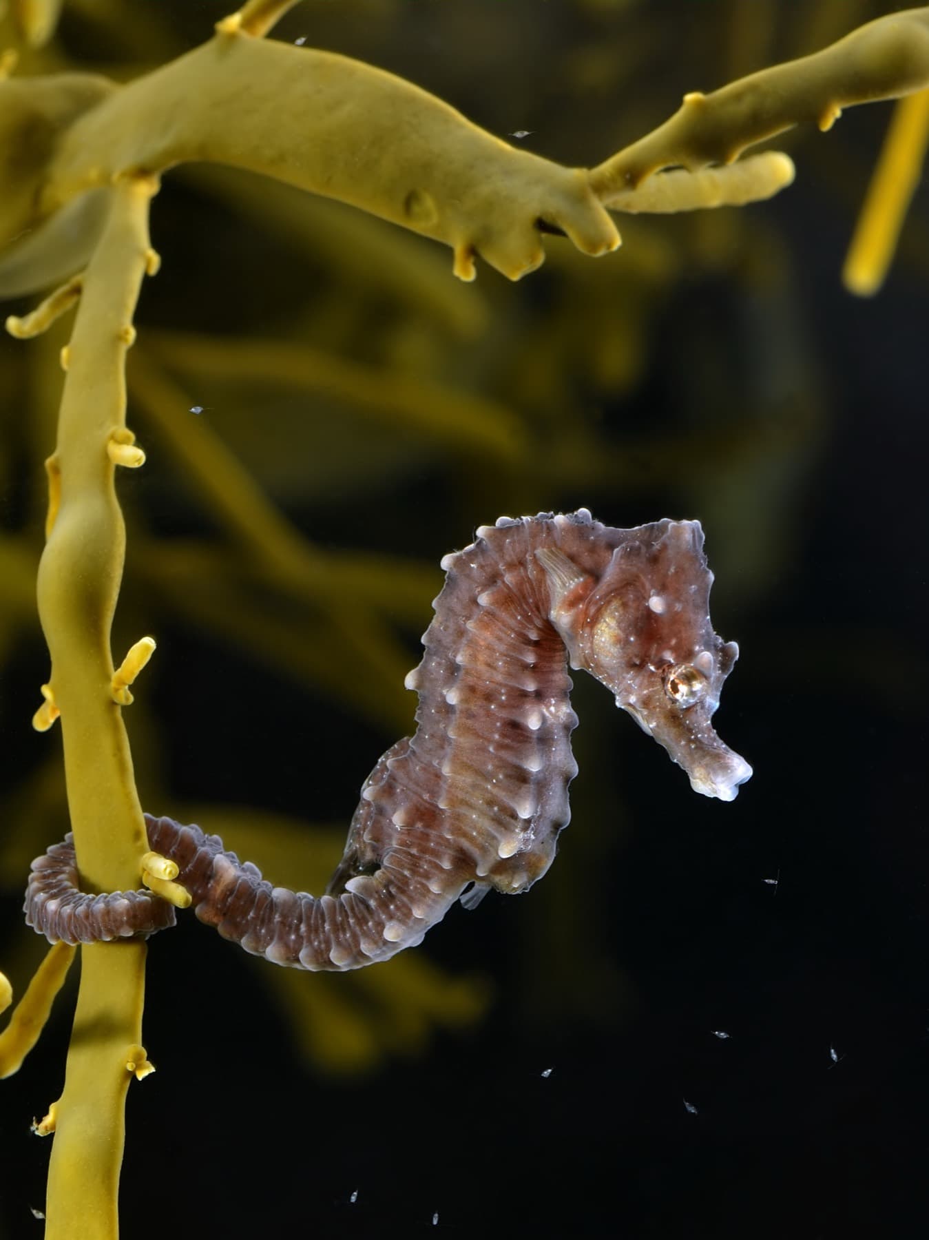 Denizatı (Hippocampus hippocampus)