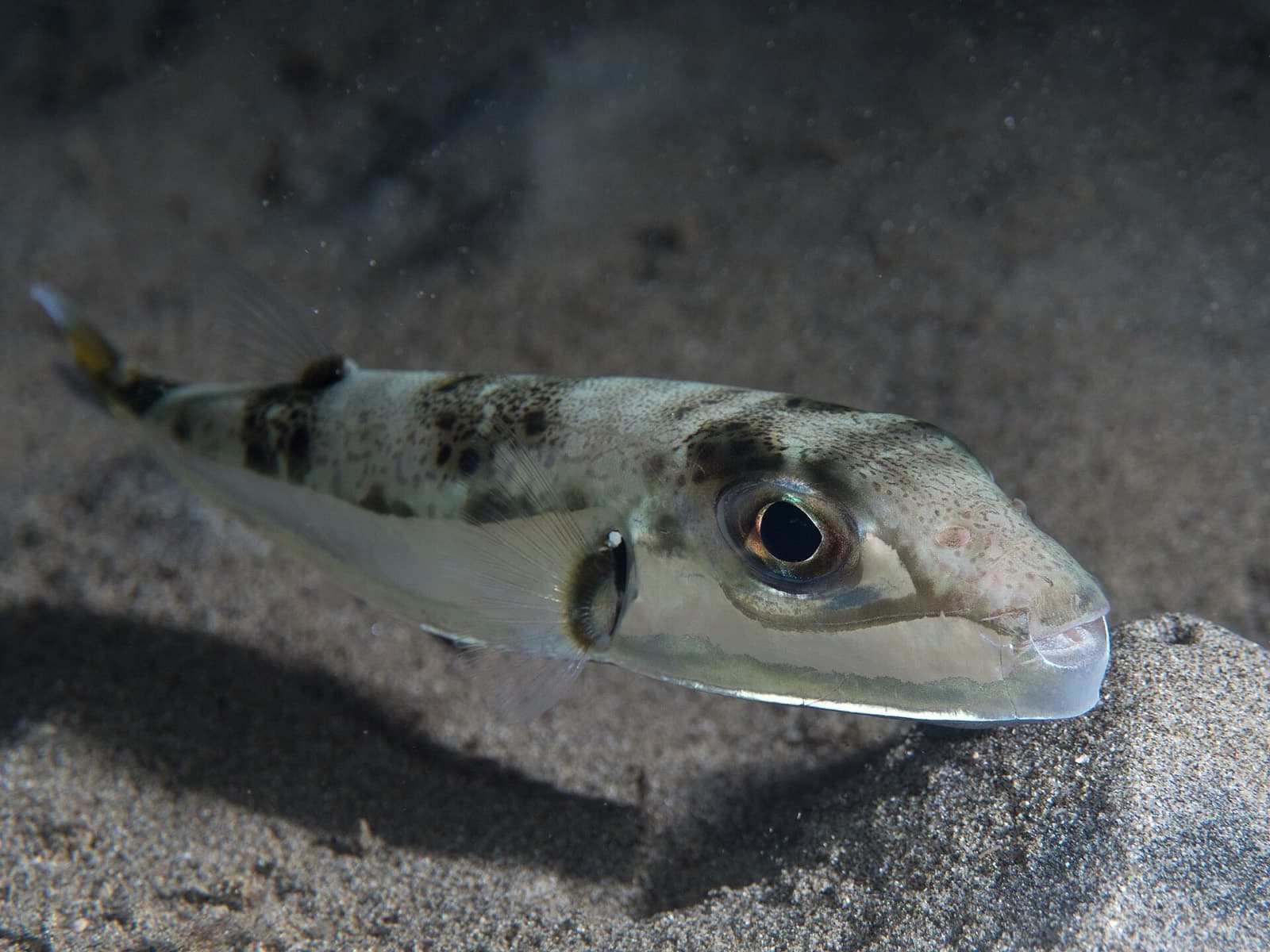 Balon Balığı (Lagocephalus sceleratus)