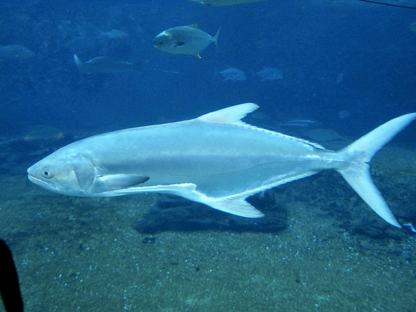 Akya
