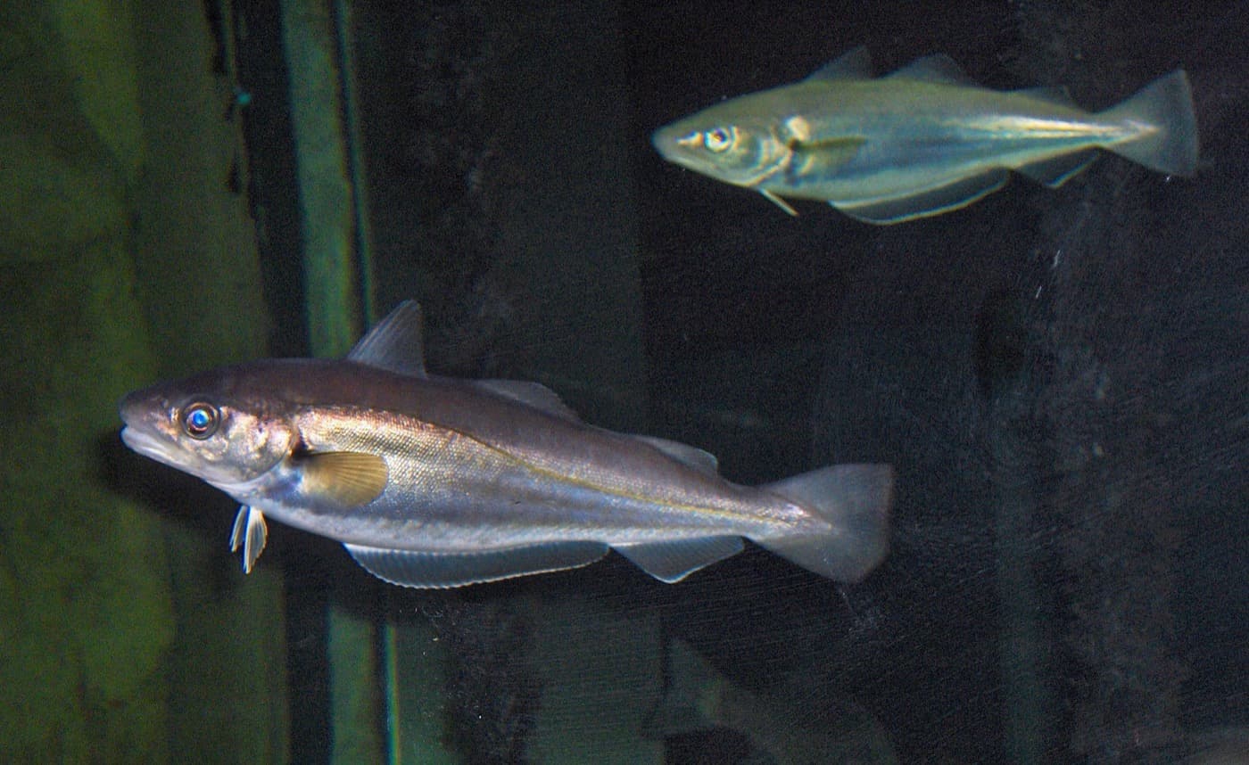Mezgit (Merlangius merlangus)