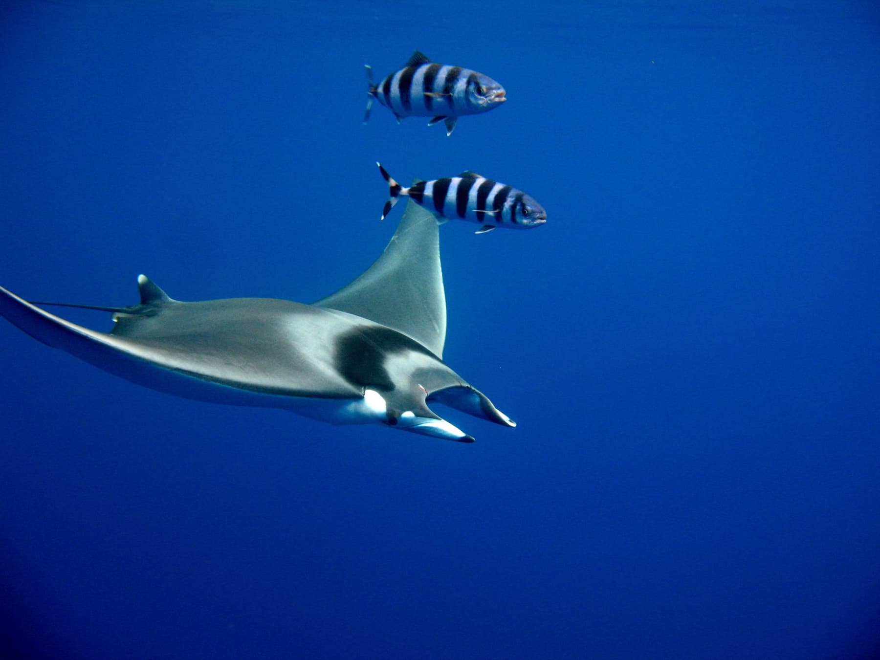 Mantalar (Mobula mobular, Pteromylaeus bovinus, Rhinoptera marginata)