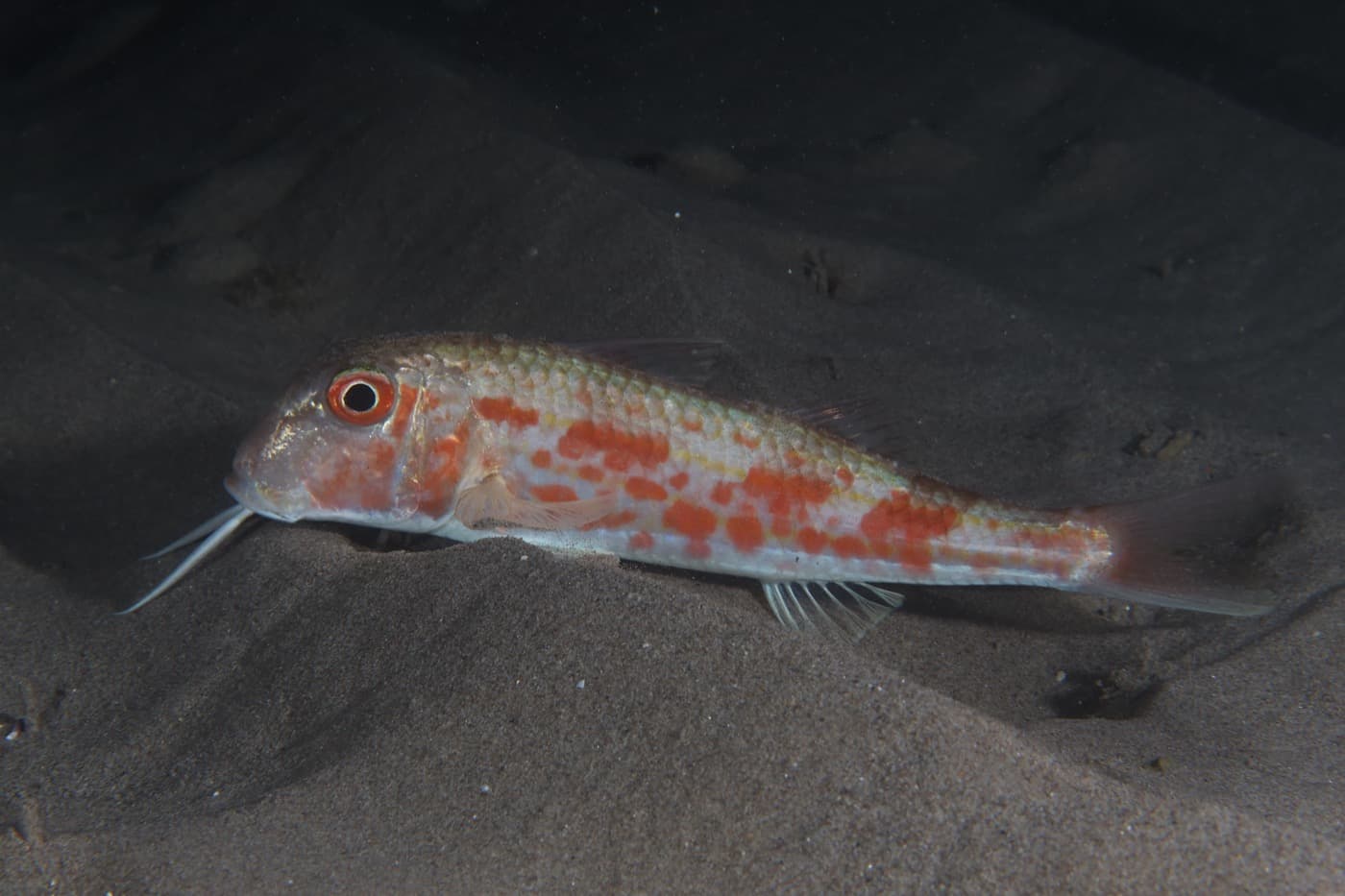 Barbun (Mullus barbatus)