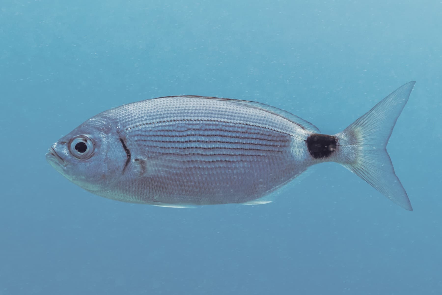 Melanurya (Oblada melanura)