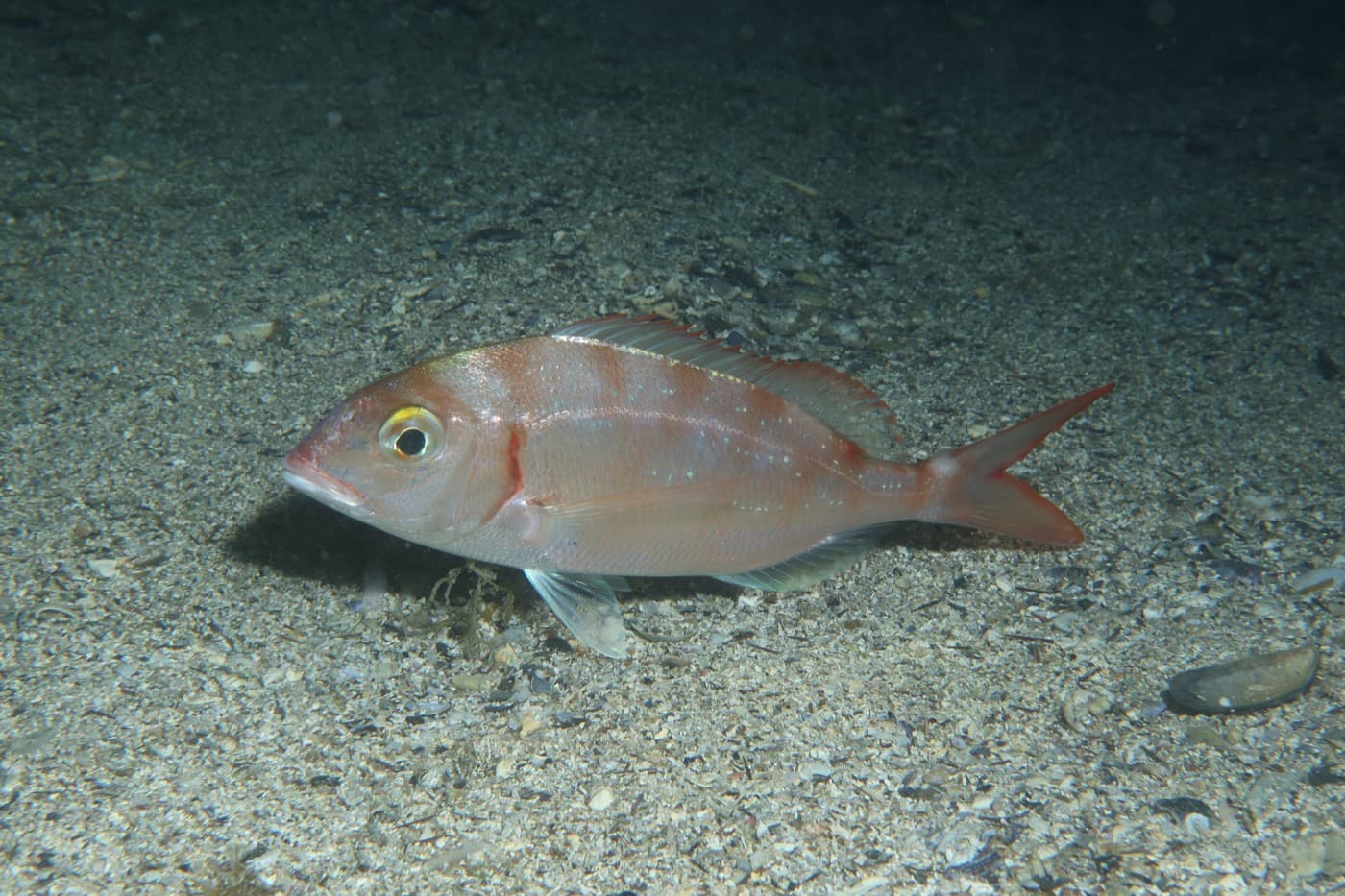 Mercan