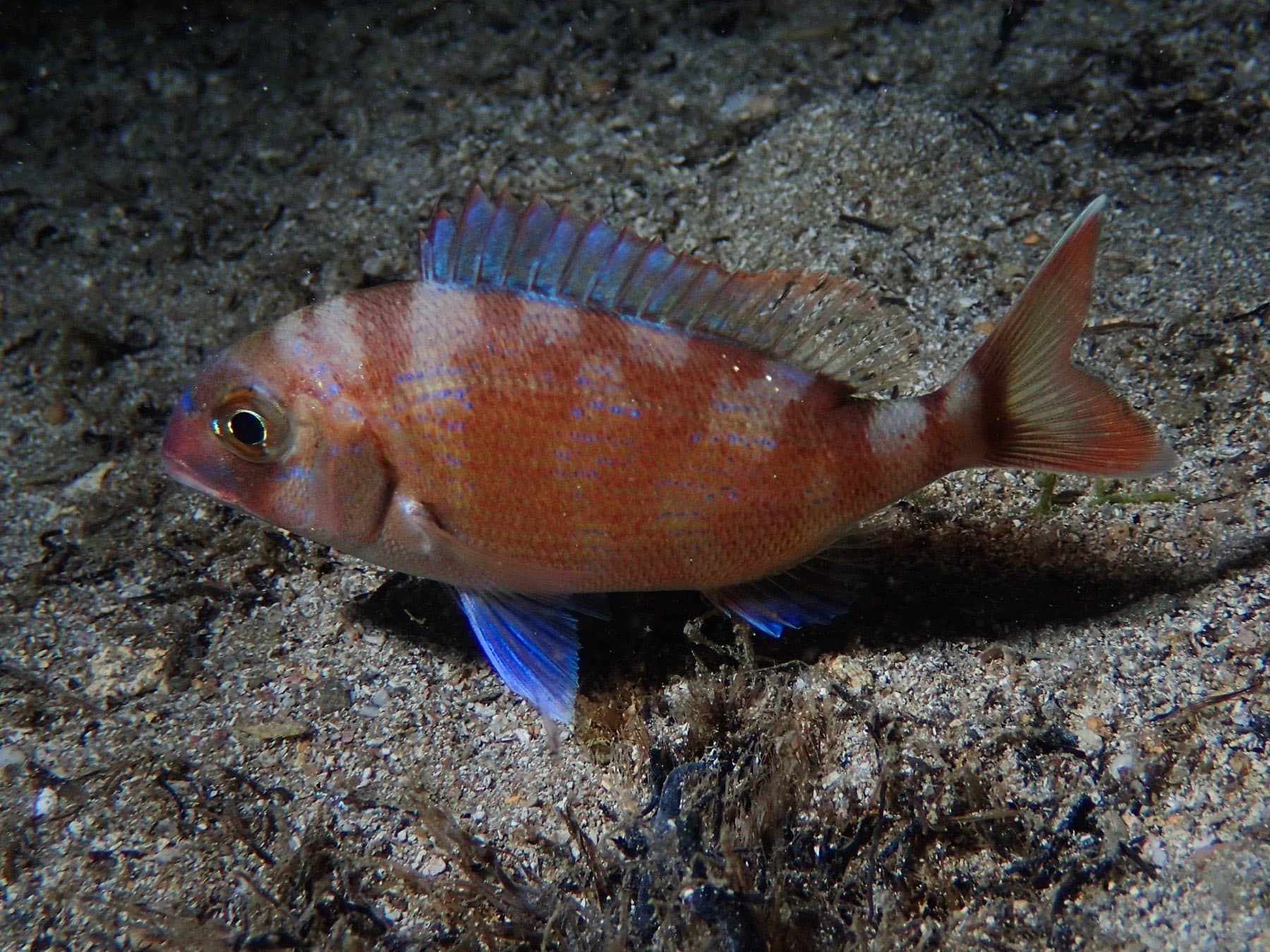 Fangri Mercan (Pagrus pagrus)