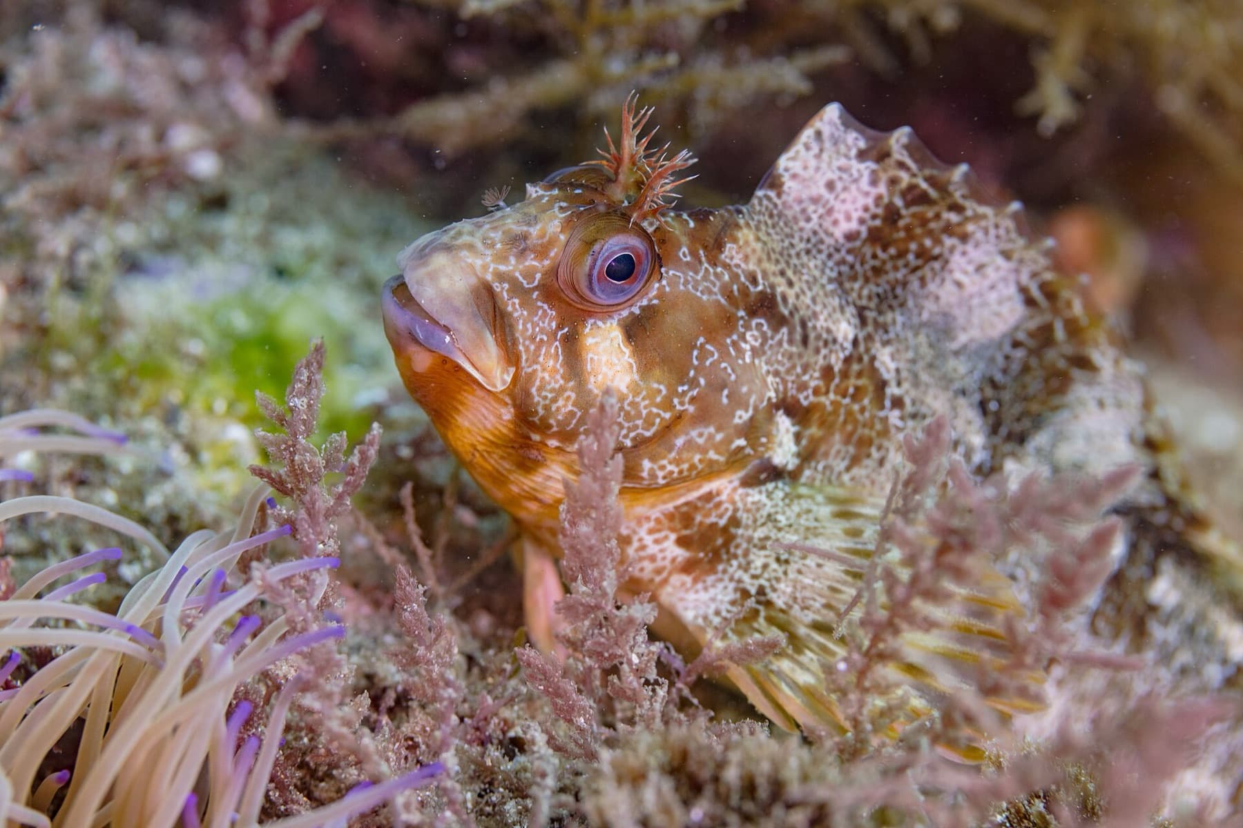 Horozbina