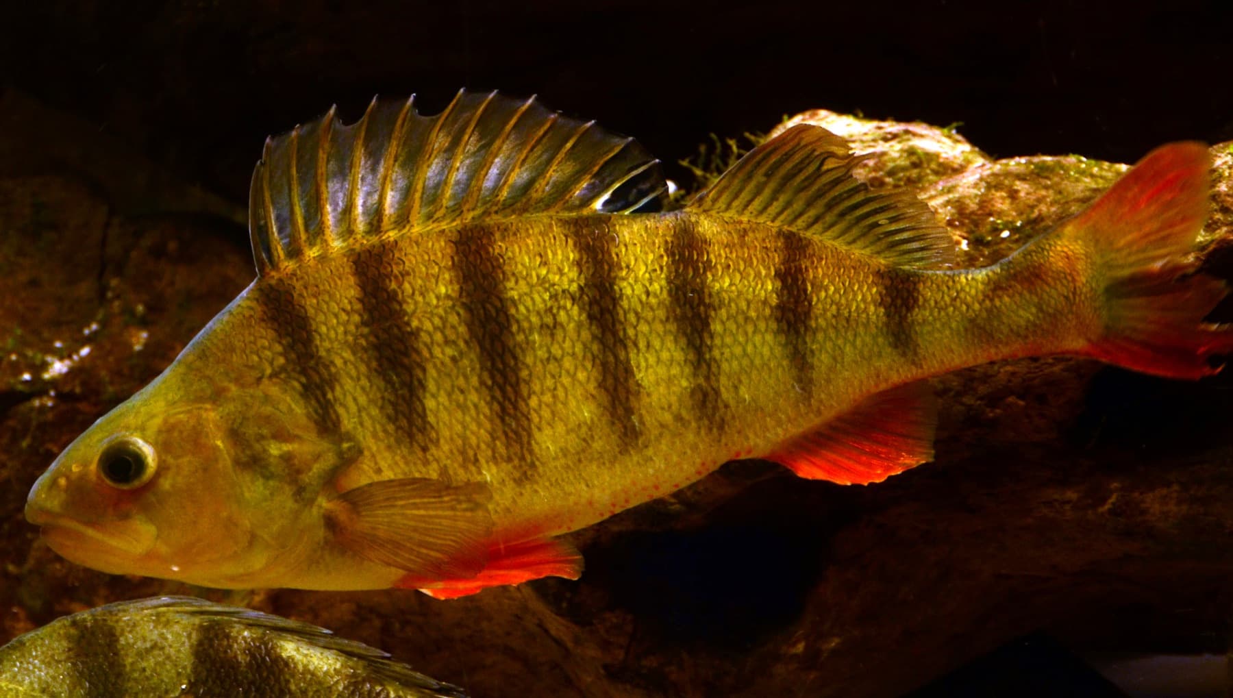 Tatlısu Levreği (Perca fluviatilis)