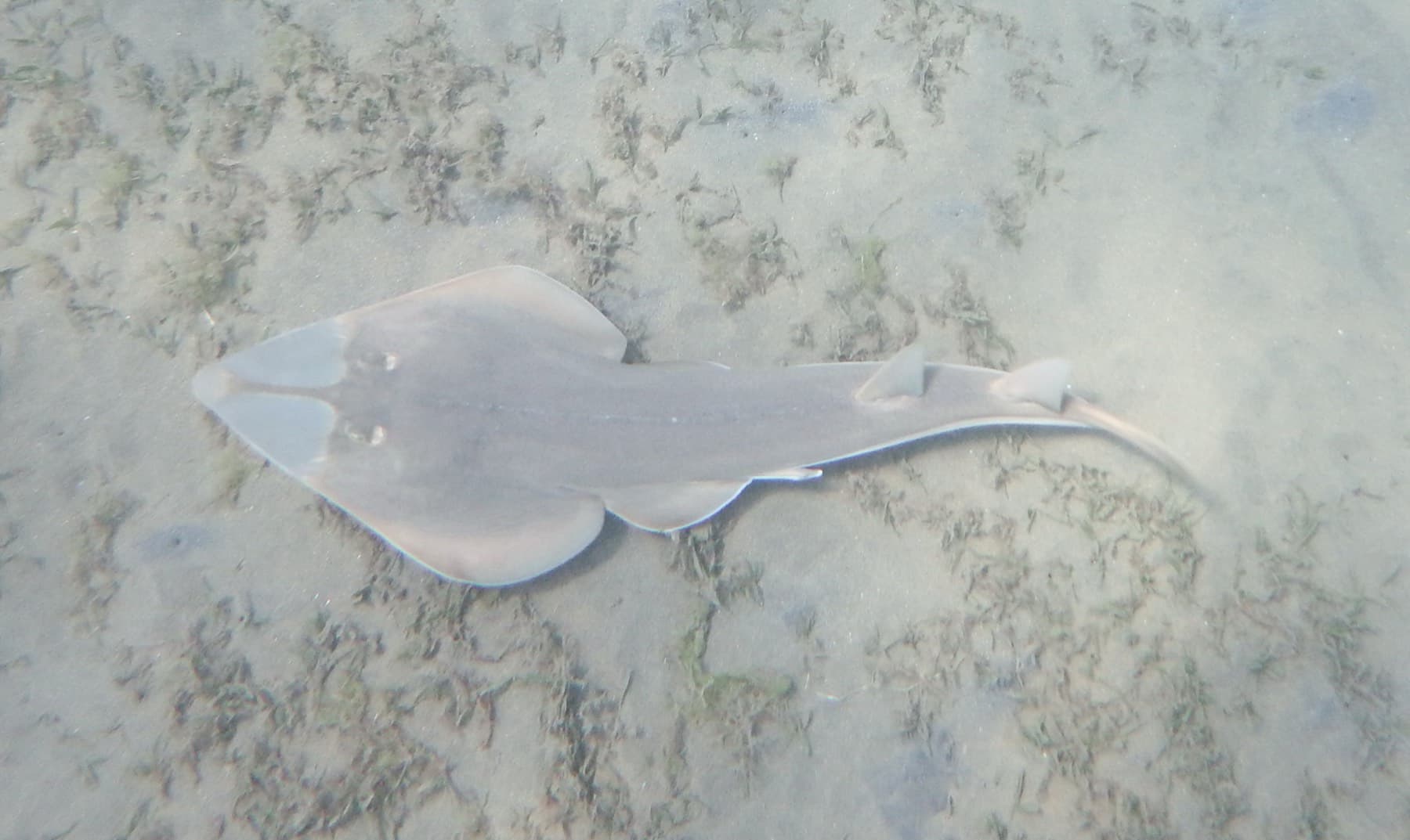 Uzun Kemane (Rhinobatos rhinobatos)