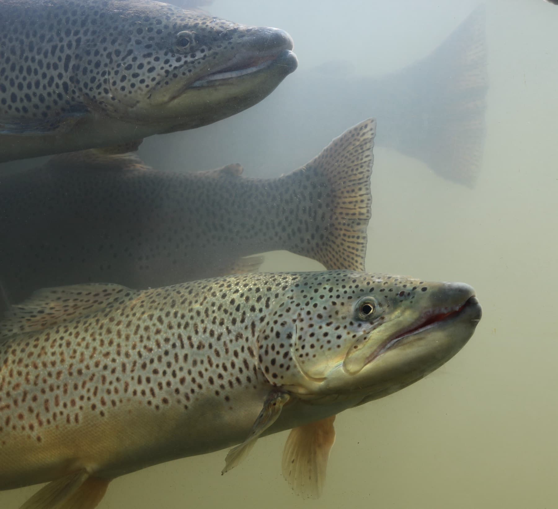 Alabalık (Salmo trutta)