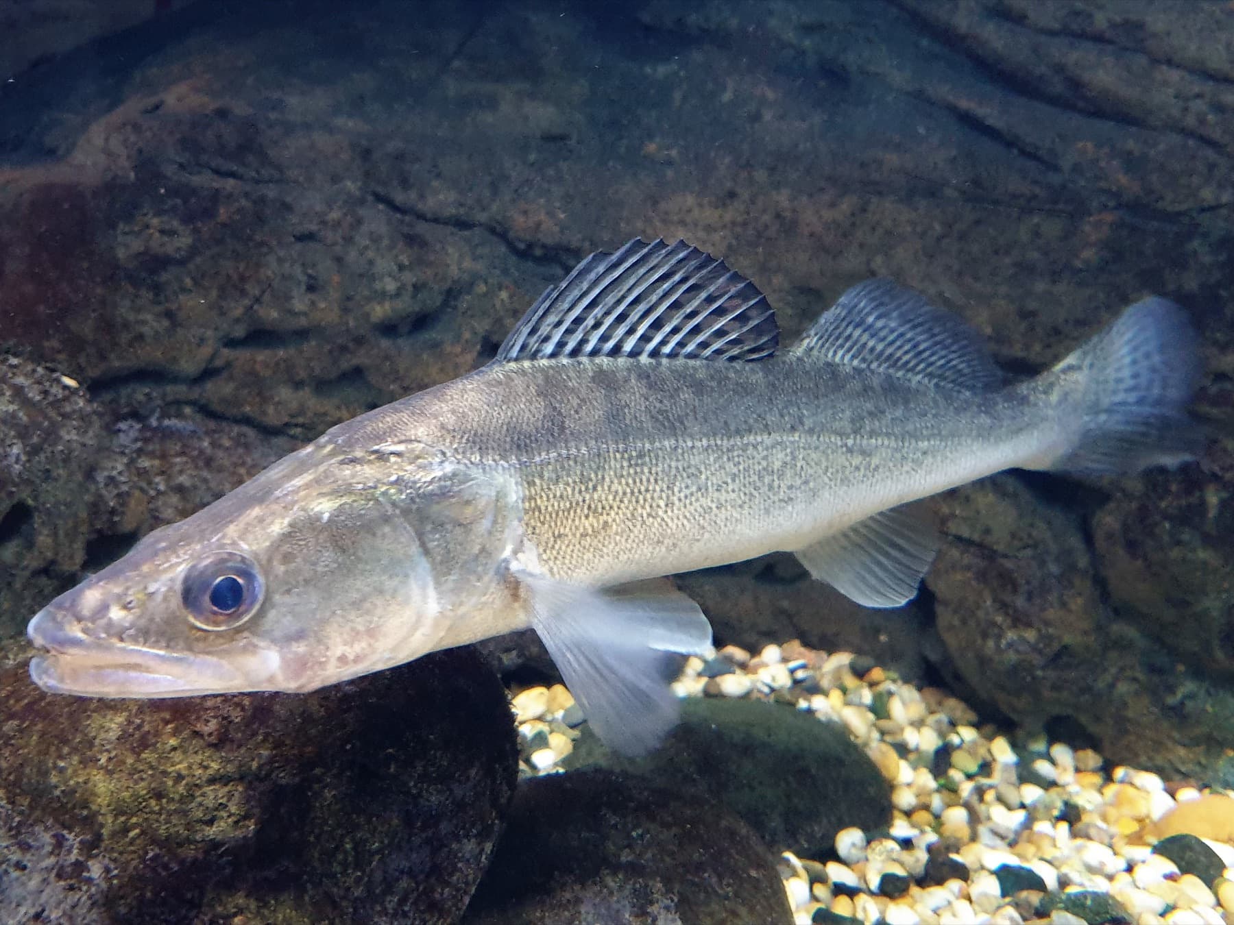 Sudak (Sander lucioperca)