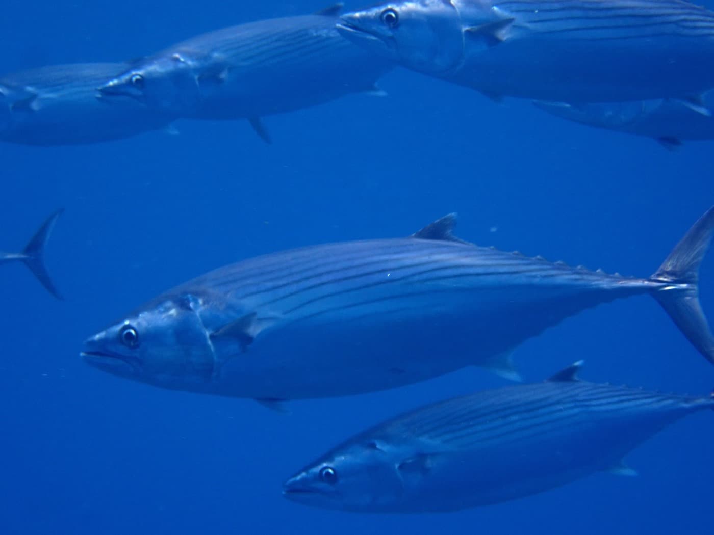 Palamut (Sarda sarda)