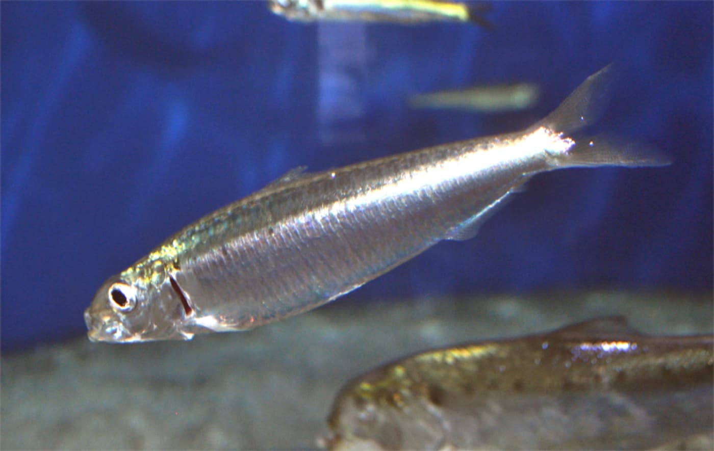 Sardalya (Sardina pilchardus)