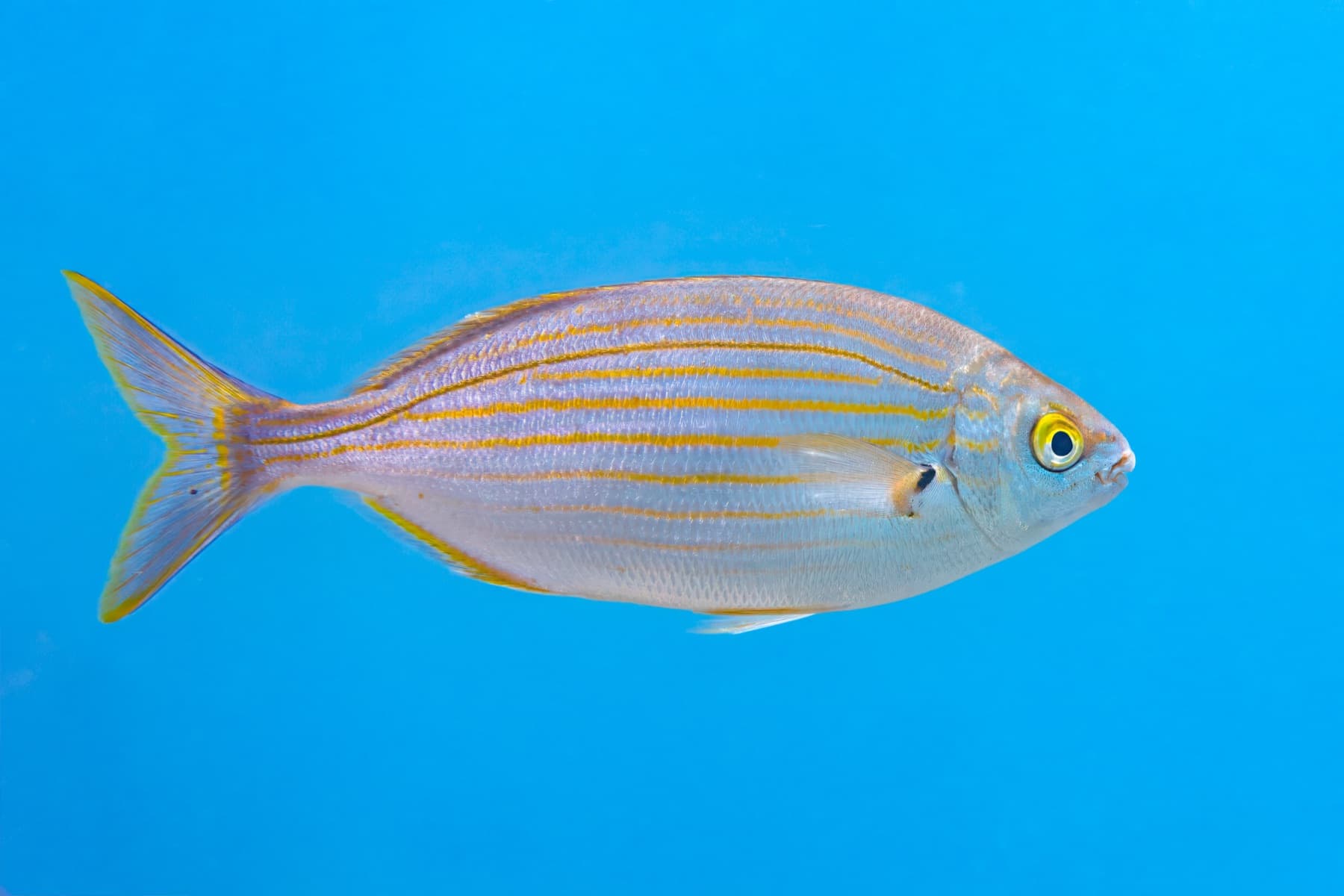 Sarpa (Sarpa salpa)