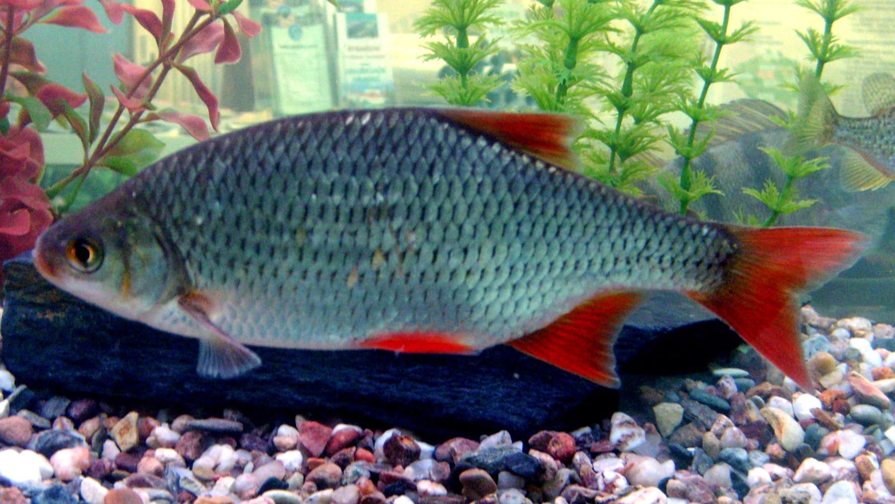 Kızılkanat (Scardinius erythrophthalmus)