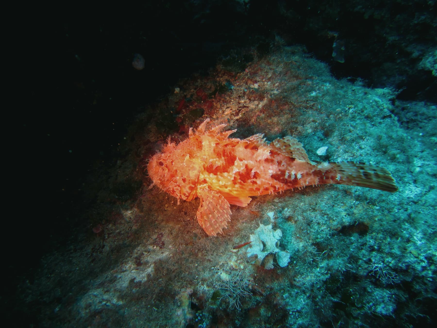 Lipsoz (Scorpaena scrofa)