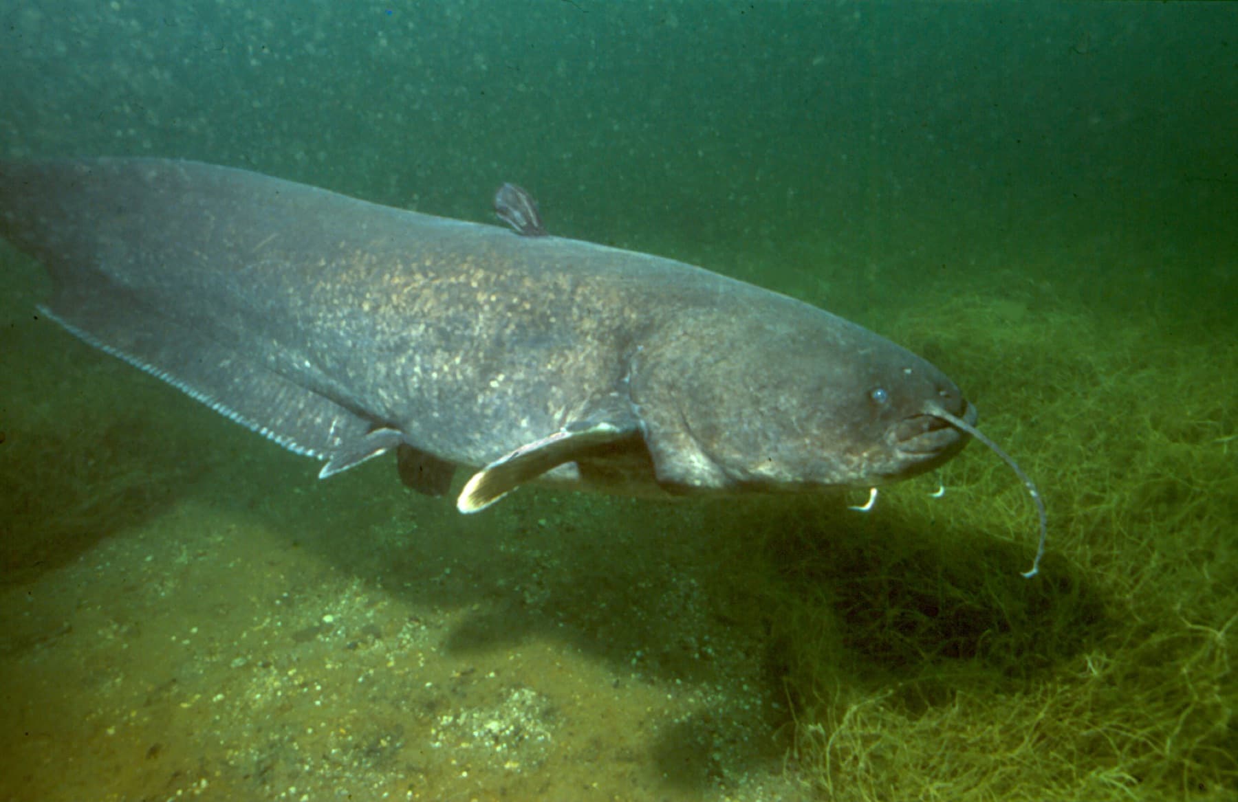 Yayın (Silurus glanis)