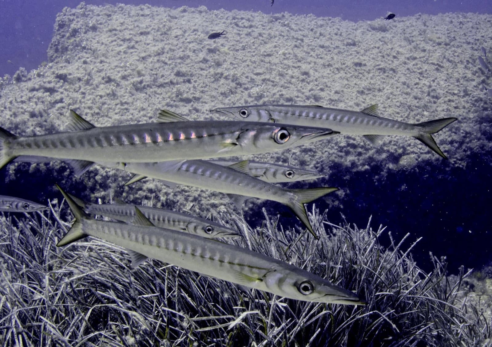 Iskarmoz (Sphyraena sphyraena)