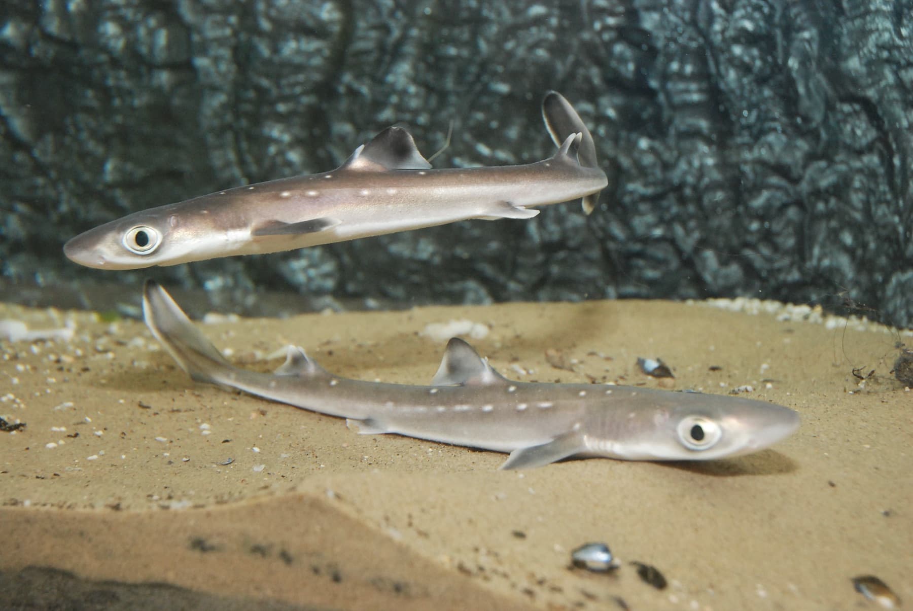 Mahmuzlu Camgöz (Squalus acanthias, Squalus blainville)