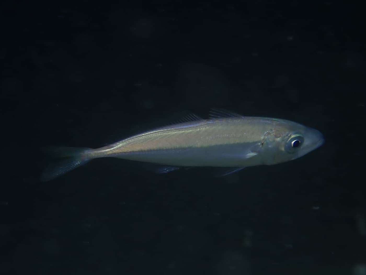 İstavrit (Trachurus trachurus)