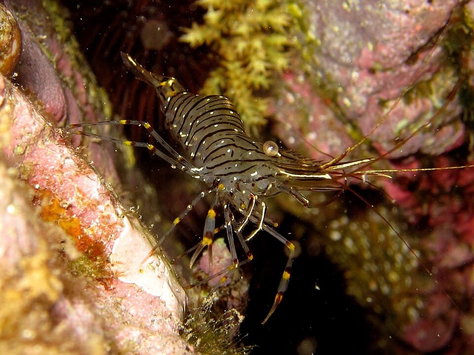 Kayalık dipte canlı kaya karidesi (Palaemon elegans)
