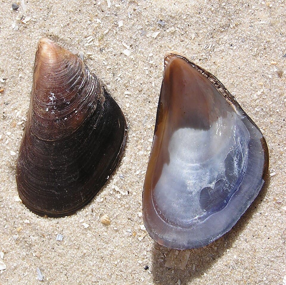 Akdeniz midyesinin (Mytilus galloprovincialis) kabukları
