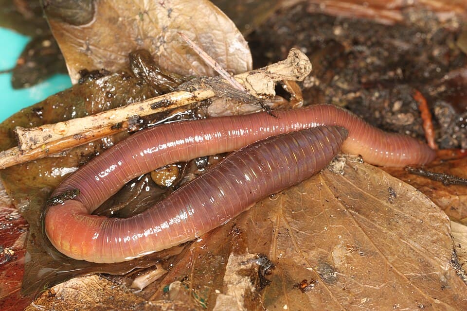 Toprak solucanı (Lumbricus terrestris)