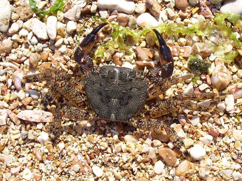 Kıyıda çakıllar arasında küçük kaya yengeci (Pachygrapsus marmoratus)